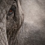 Closeup of Elephant Eye
