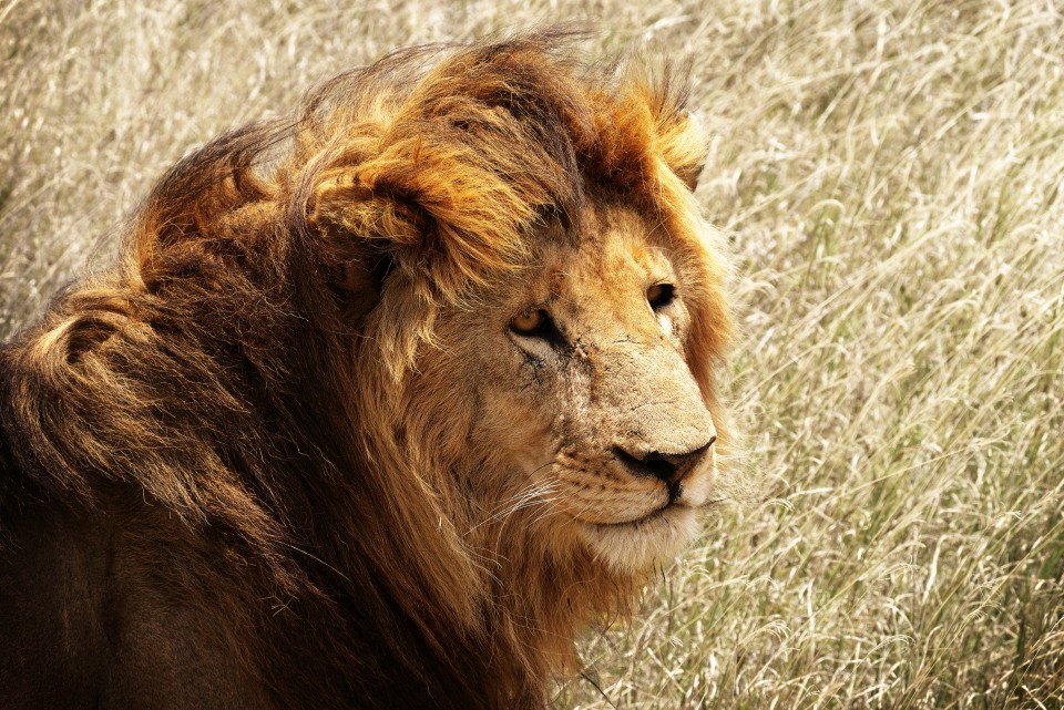 Male lion at the Serengeti savanna